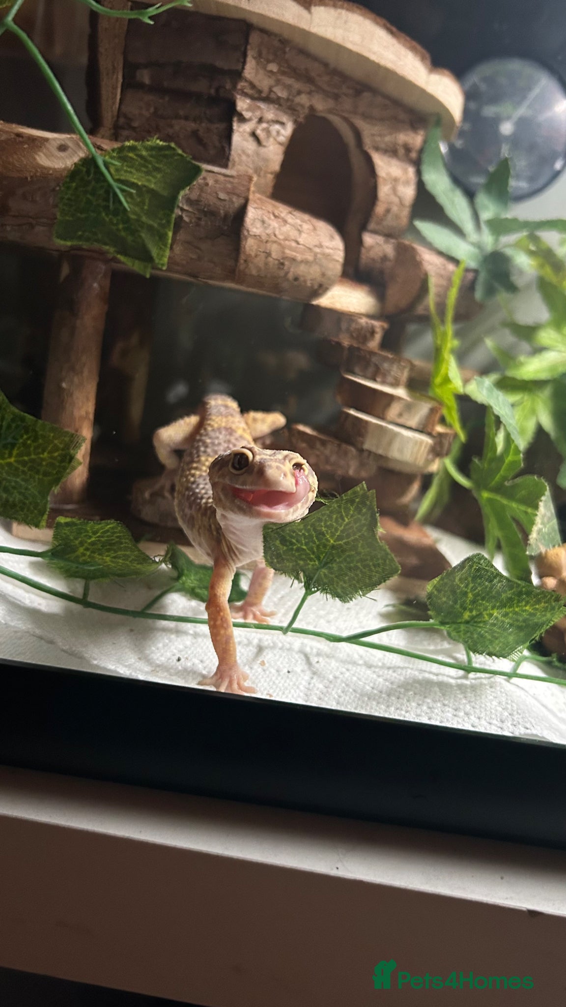 Leopard Gecko reptiles Sweet female leopard gecko! - Advert 3