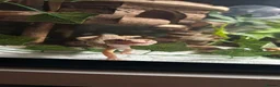 Leopard Gecko reptiles for sale: Sweet female leopard gecko! in Norwich - Advert 1