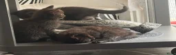 Munchkin cats for sale: Beautiful Black Female kitten looking 4 home - Advert 3