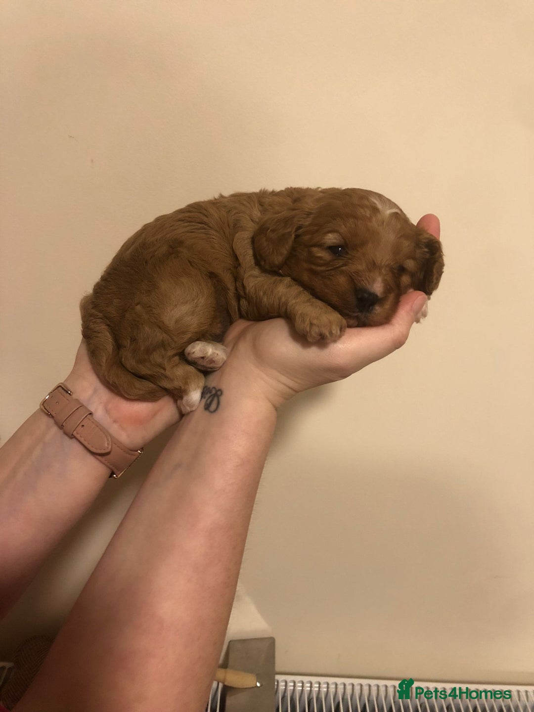 Cavapoo dogs for sale: Cavapoo - Advert 2