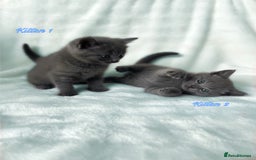 Russian Blue cats for sale: British Shorthair X Russian Blue Kittens🐾🩵 - Image 3