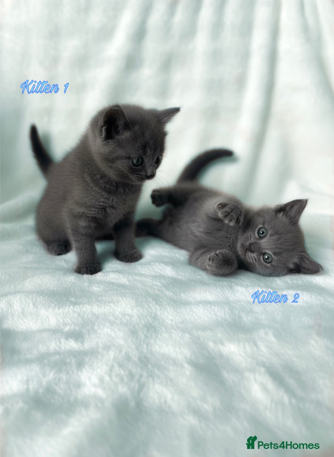 Russian Blue cats for sale: British Shorthair X Russian Blue Kittens🐾🩵 - Image 3