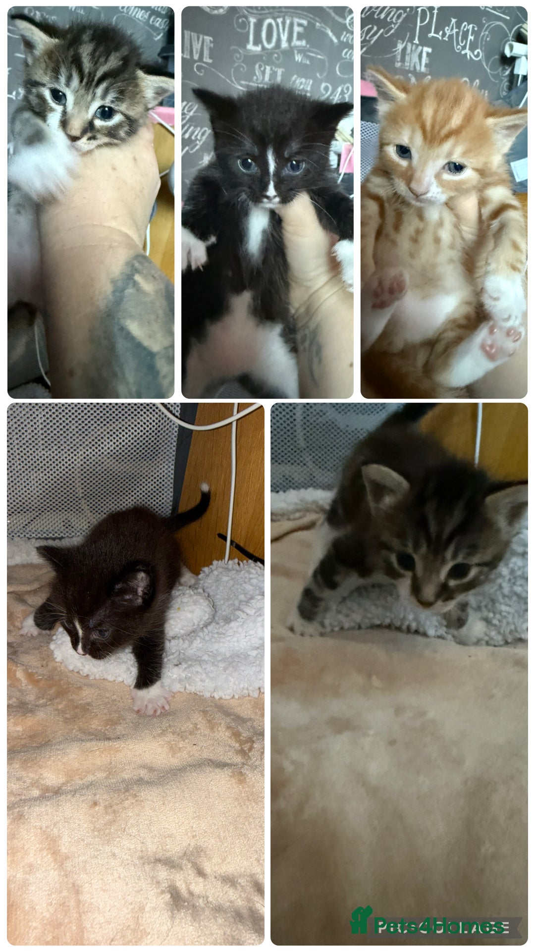 Mixed Breed cats for sale: 3 boy kittens - Image 2