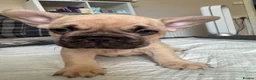 French Bulldog dogs for sale: All puppys ready to leave 2boys 1 girl  - Advert 4