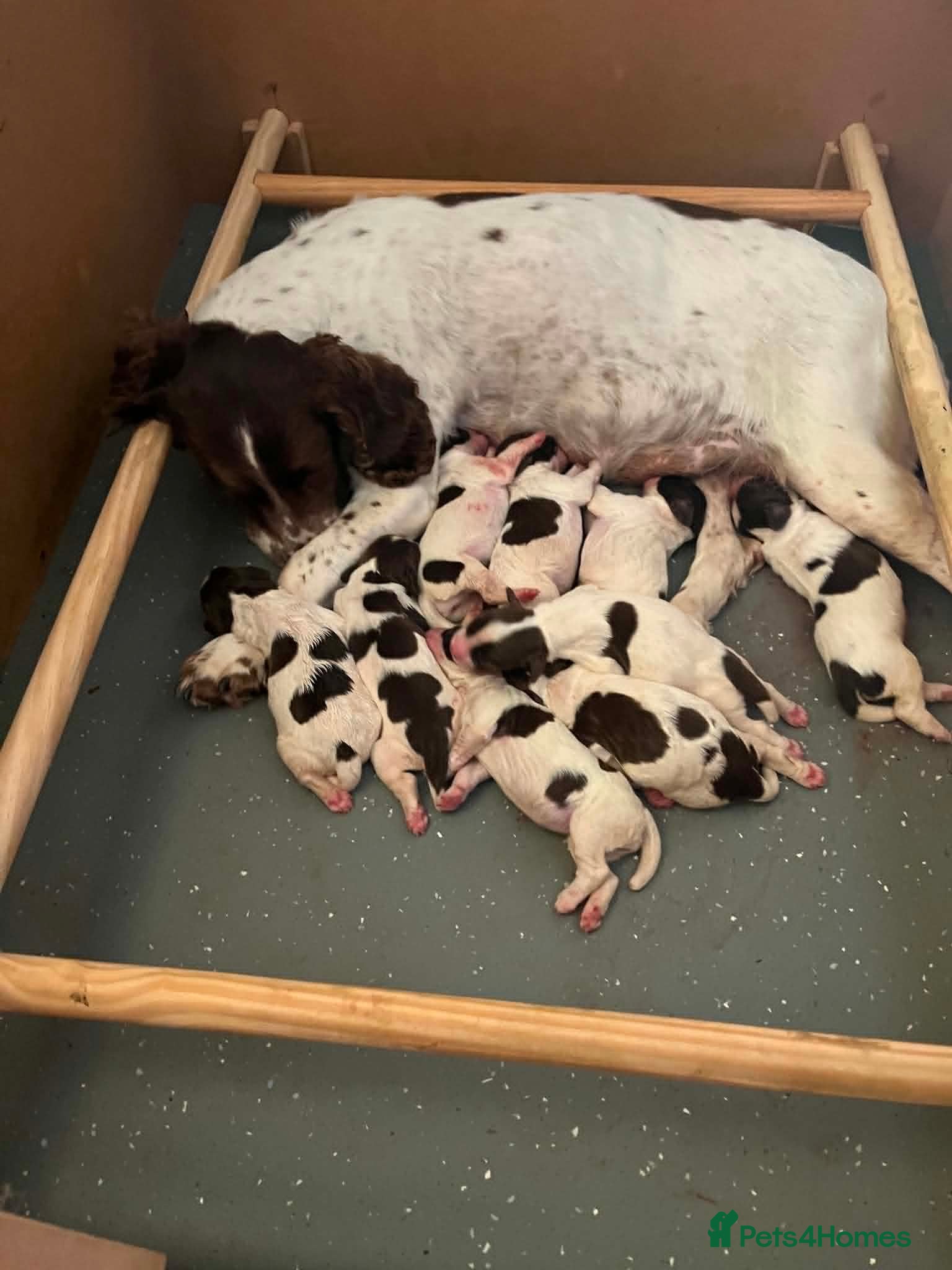 English Springer Spaniel dogs KC REg' English Springer Spaniel Pups for sale - Advert 2