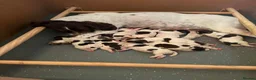 English Springer Spaniel dogs for sale: KC REg' English Springer Spaniel Pups for sale - Advert 2