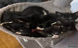 Mixed Breed cats for sale: Black and white kittens - Image 6