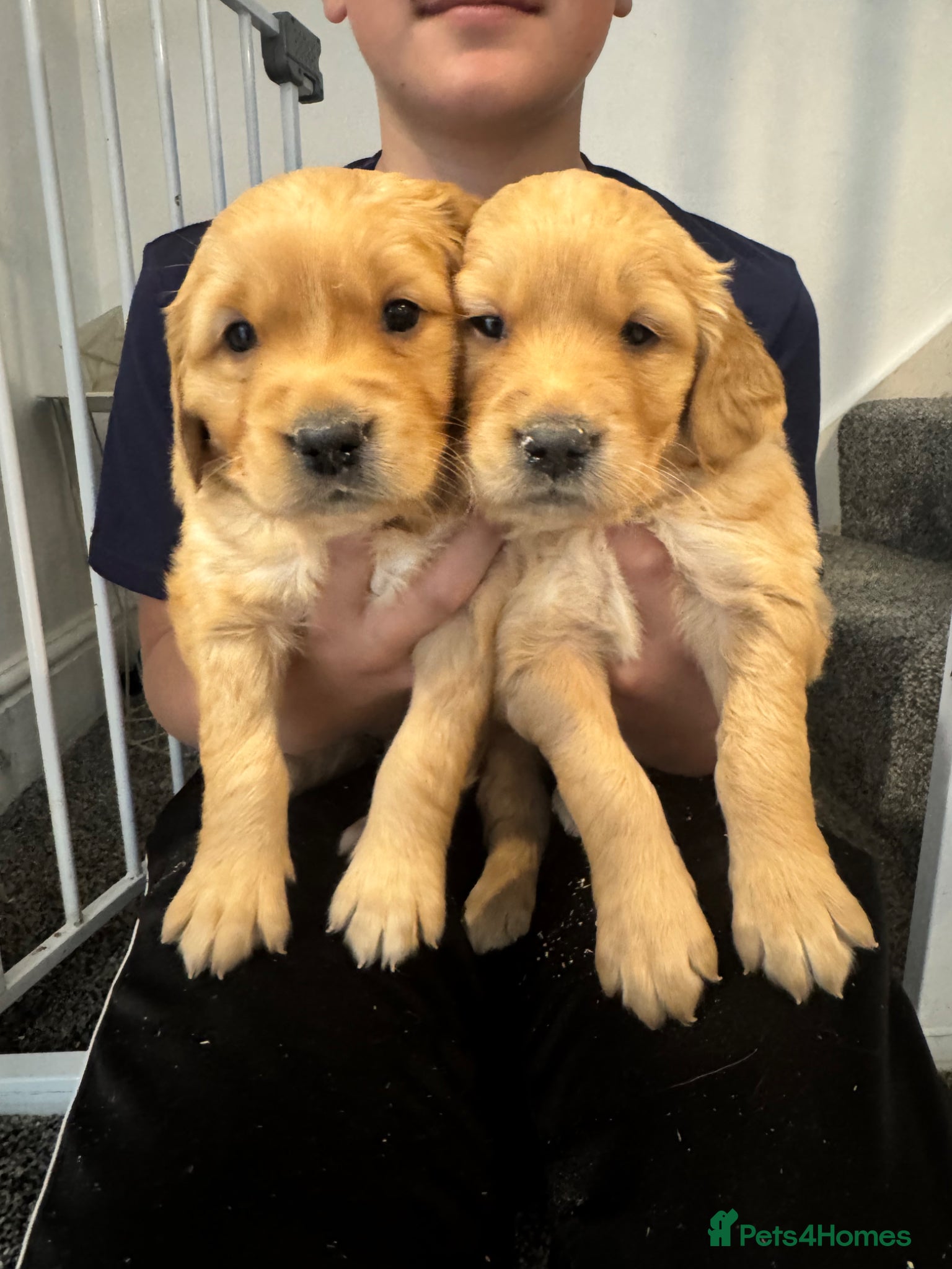 Golden Retriever dogs 8 exceptional Golden Retriever  - Advert 1