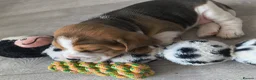 Beagle dogs for sale: Bundles of Beagle Joy Looking for Forever Homes in Epsom - Advert 8