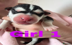 Siberian Husky dogs for sale: 8 beautiful husky puppies - Image 2
