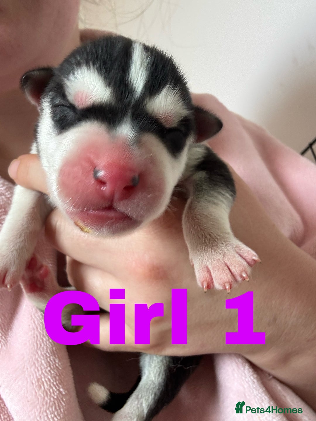 Siberian Husky dogs for sale: 8 beautiful husky puppies - Image 2