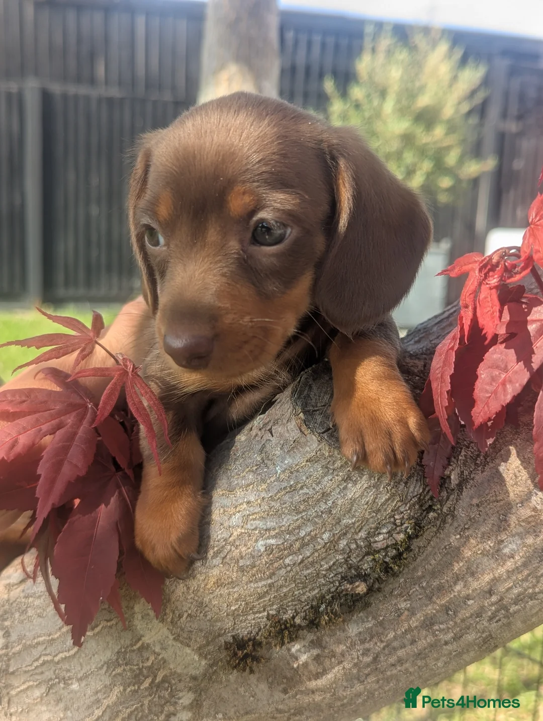 Miniature Dachshund dogs for sale: Extensively health tested mini dachshund puppies. - Advert 4