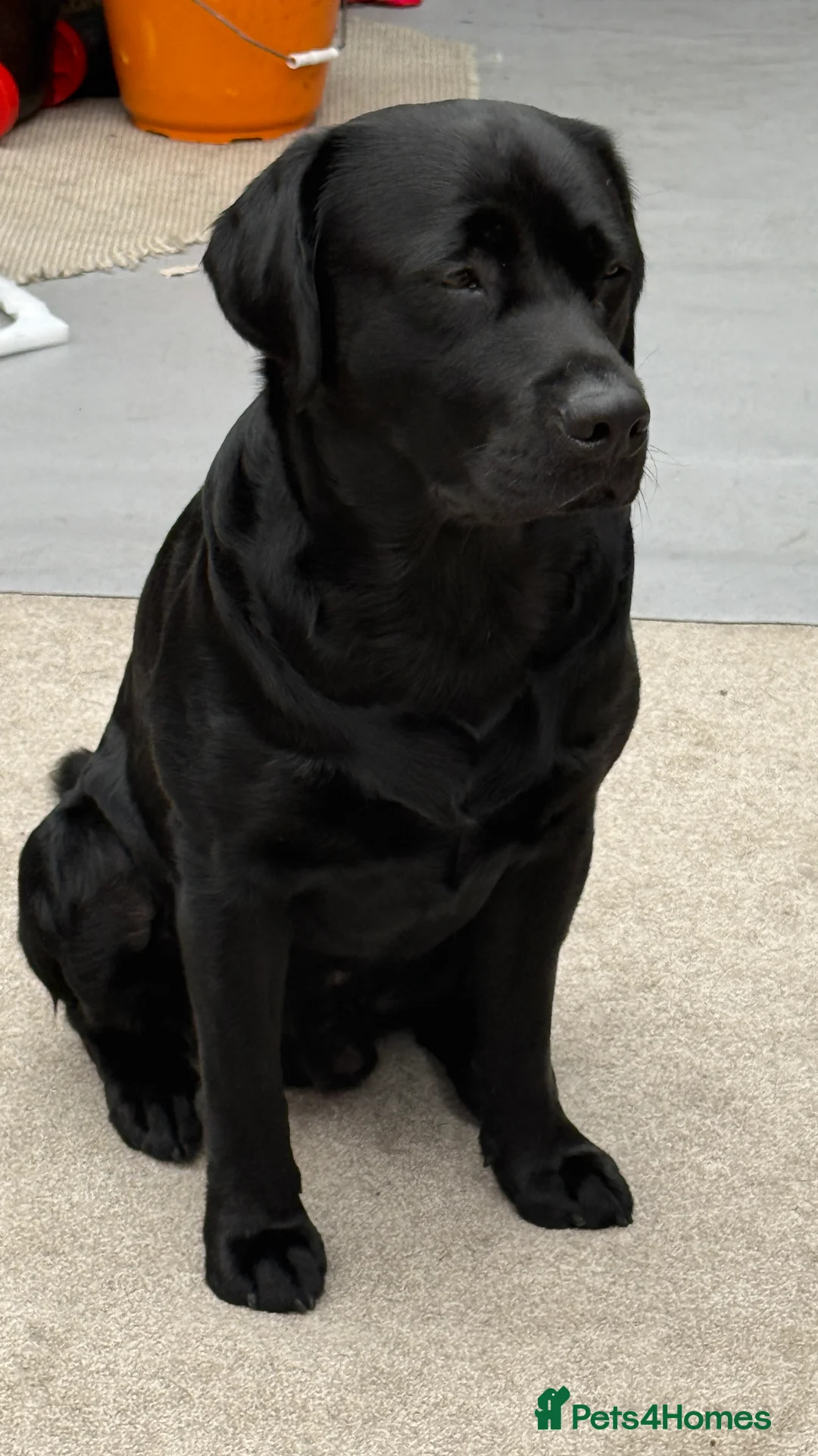 Labrador Retriever dogs for stud: Labrador black - Advert 3