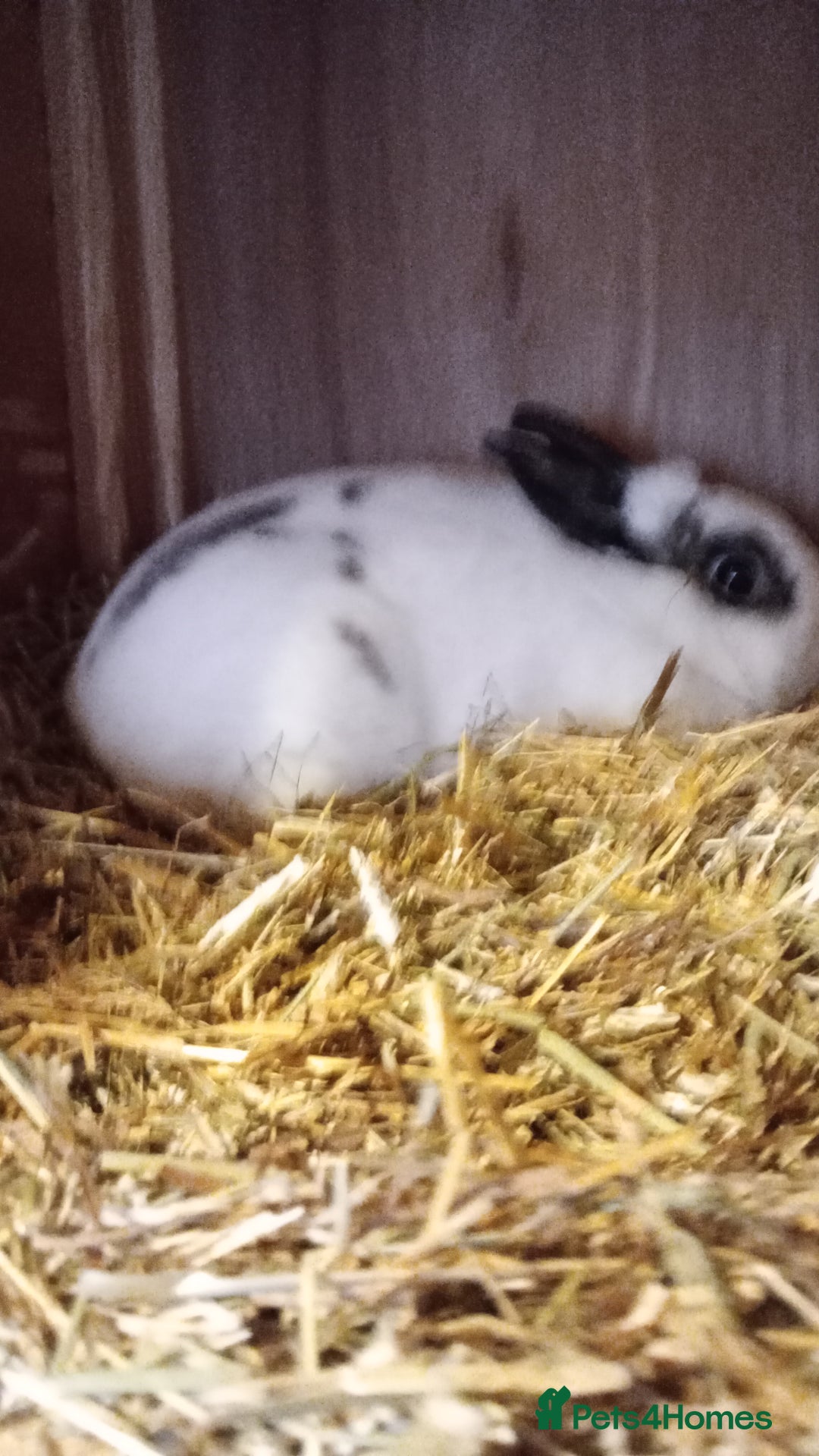 Netherland Dwarf rabbits for sale: Netherland Dwarfs  - Image 2