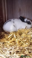 Netherland Dwarf rabbits - Advert 3