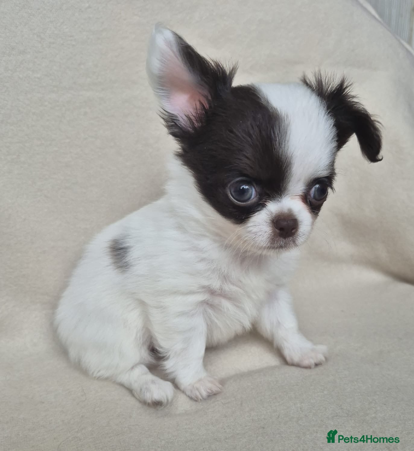 Chihuahua dogs  ❤️‍🔥KC Reg Parti Colour Chihuahua Girls❤️‍🔥  - Advert 2