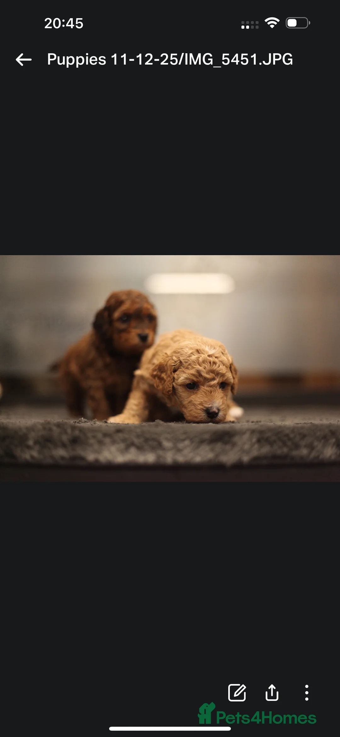 Poochon dogs for sale: Beautiful Poochon Pups Home Bred second litter - Advert 10