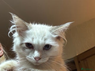 Ragdoll cats Ragdoll Tabby Boy Kitten - Advert 1