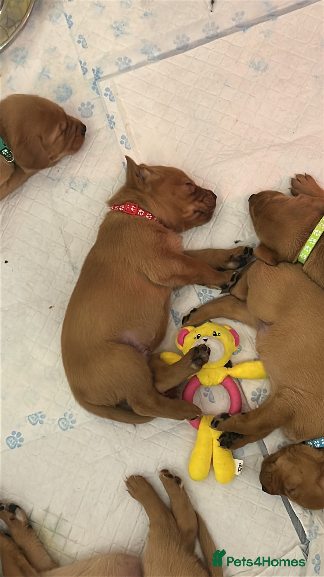 Labrador Retriever dogs for sale: Fox red labrador pups Glasgow  - Advert 11