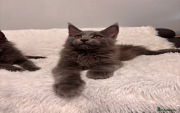 Maine Coon cats for sale: ✨7 Pure Bred Maine Coon Kittens✨ - Image 6