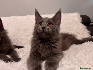 Maine Coon cats - Advert 1