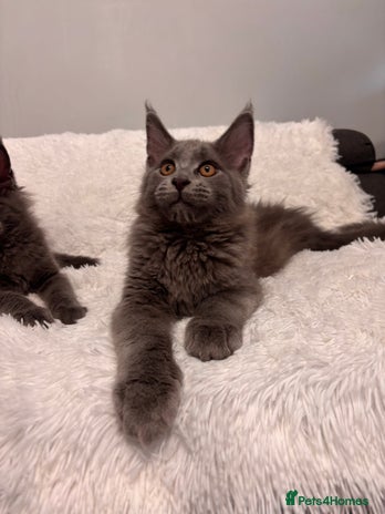 Maine Coon cats - Advert 1