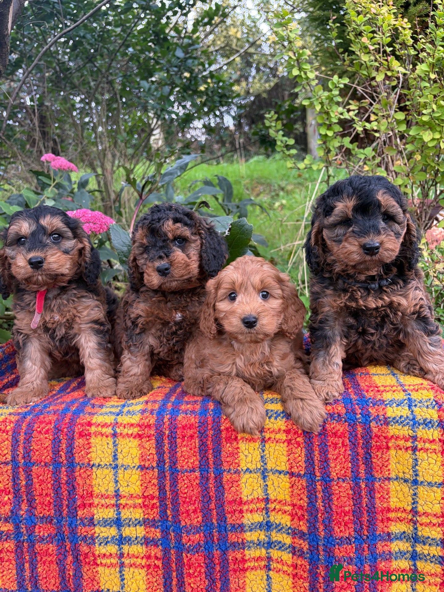 Cockapoo dogs Beautiful cockapoo puppies *licensed breeder* - Advert 1
