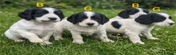 Sprocker dogs for sale: Working sprocker puppies  - Advert 4