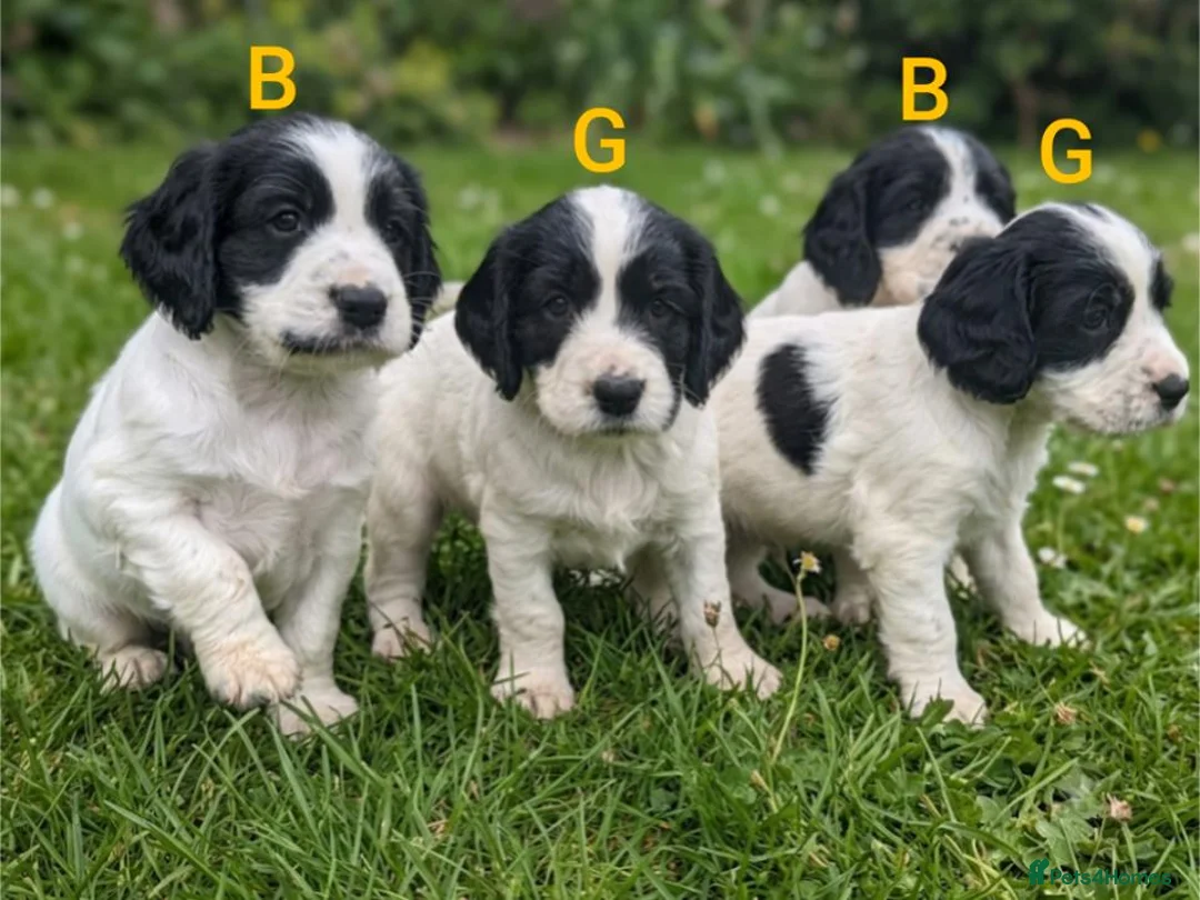 Sprocker dogs for sale: Working sprocker puppies  - Advert 4