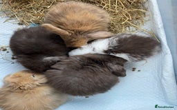 Mini Lop rabbits for sale: Mini lop rabbits - Image 4