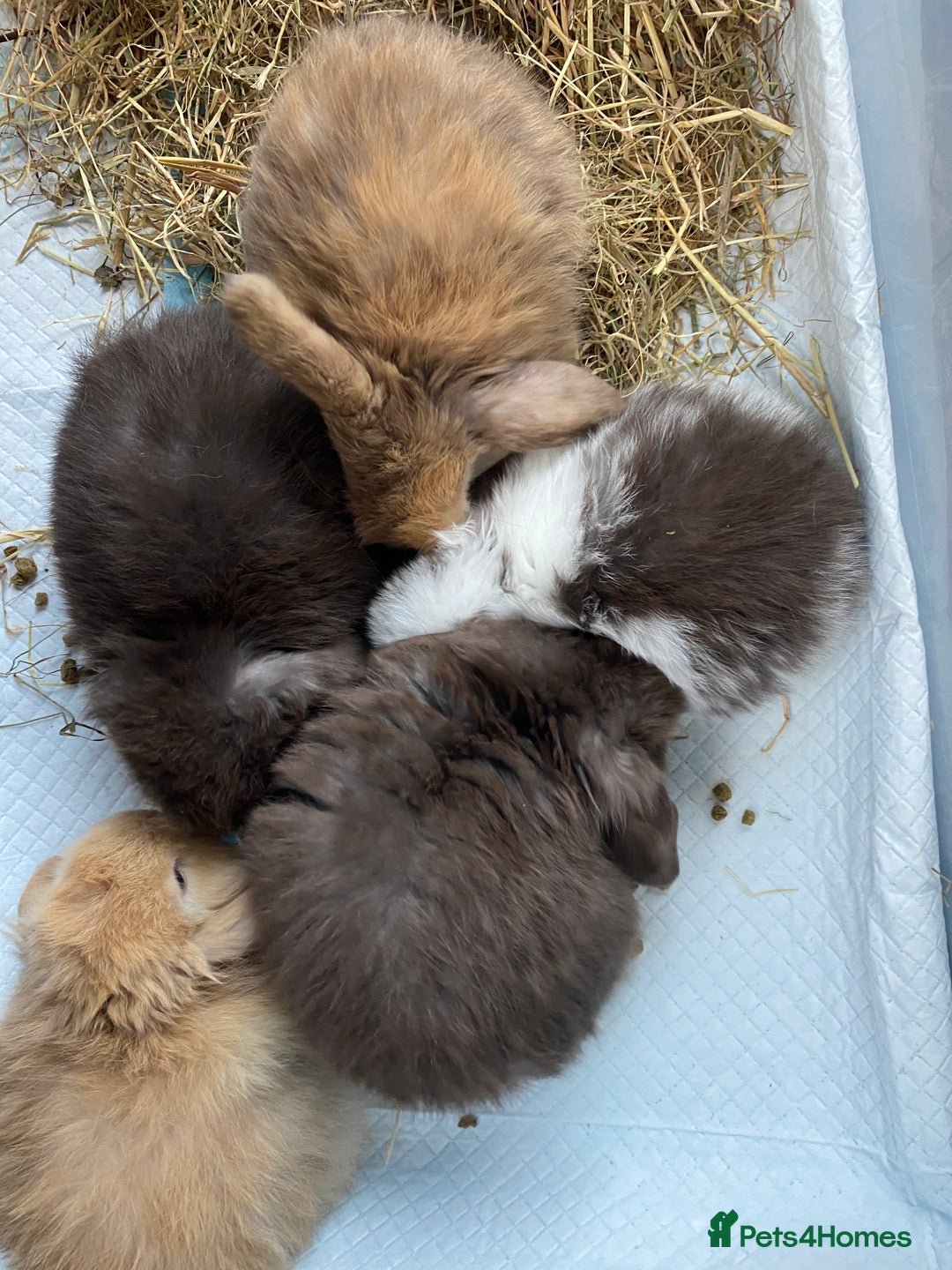Mini Lop rabbits for sale: Mini lop rabbits - Image 4