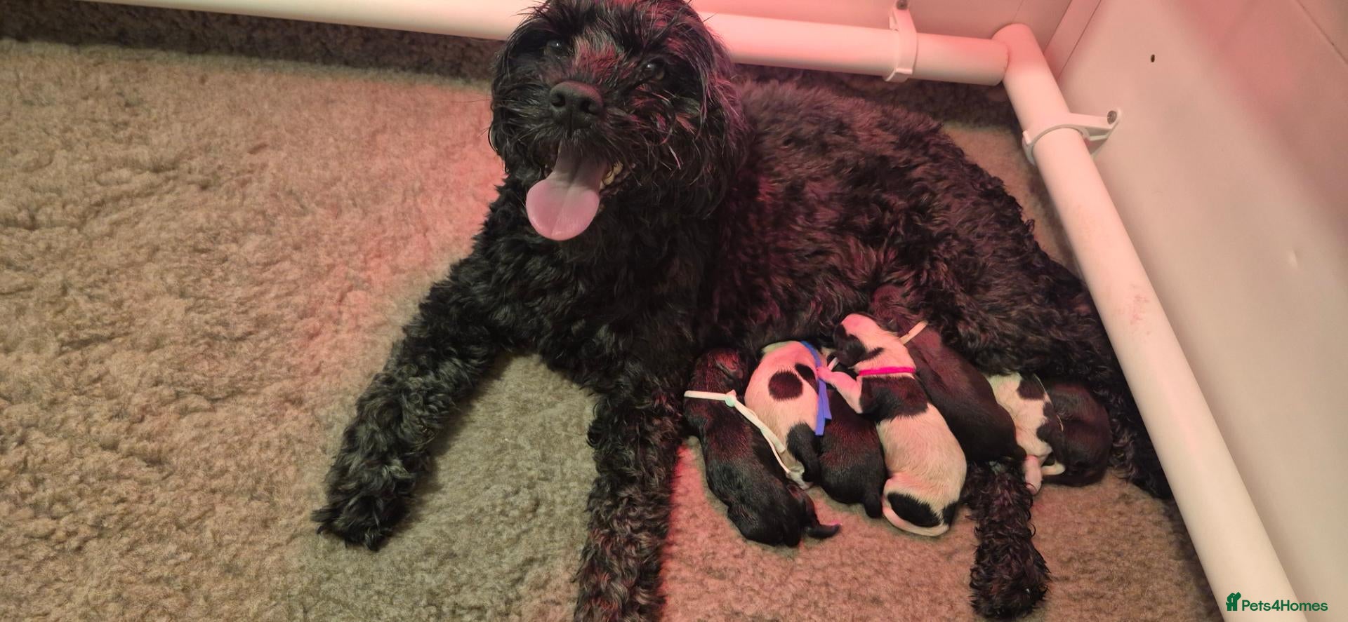 Australian Labradoodle dogs Australian Labradoodle – Black, Chocolate & Parti - Advert 2