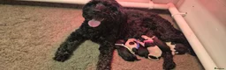 Australian Labradoodle dogs for sale: Australian Labradoodle – Black, Chocolate & Parti - Advert 17