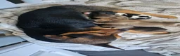 Jack Russell dogs for sale: 4 chunky Jack russell pups in Winsford - Advert 2