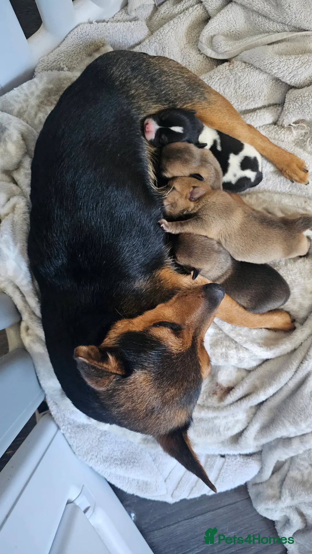 Jack Russell dogs for sale: 4 chunky Jack russell pups in Winsford - Advert 2