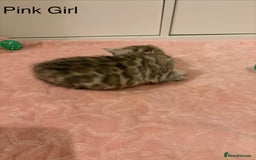 Bengal cats for sale: Pure Bengal Kittens Available  - Image 20