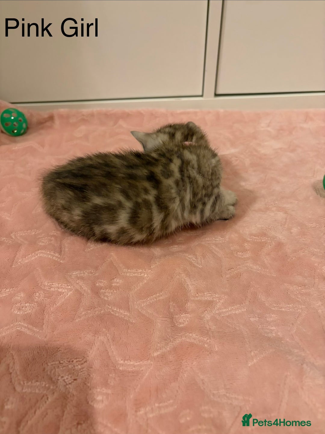 Bengal cats for sale: Pure Bengal Kittens Available  - Image 20