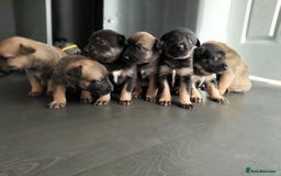 Mixed Breed dogs for sale: Belgium shepherd puppies - Image 4