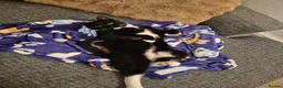 Domestic Shorthair cats for sale: Black and white (tuxedo) shorthaired  - Advert 9