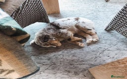Australian Shepherd dogs for sale: Sweet Australian Shepherd dog - Image 5