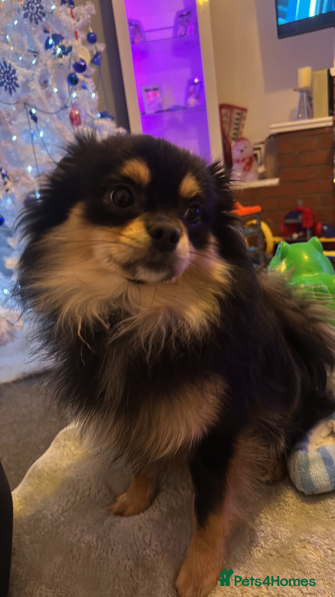 Pomeranian dogs for sale: Beautiful Russian/blue blood line puppies - Advert 6