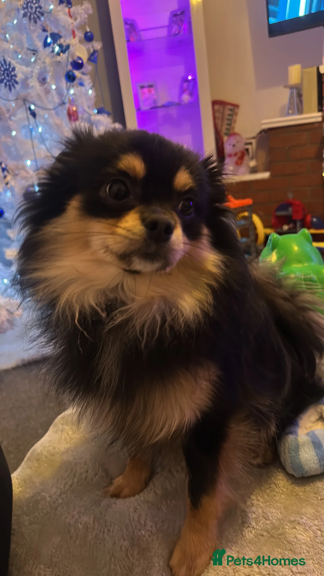 Pomeranian dogs for sale: Beautiful Russian blood line puppies - Advert 5