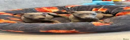 Whippet dogs for sale: 2 stunning boys left Ready to go kc reg - Advert 3
