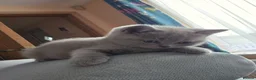 British Shorthair cats for sale: Kittens lilac and blue boys, shorthair, longhair  - Advert 8