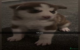 Siberian Husky dogs for sale: Beautiful husky pups 🔥 only 3 male pups left 🔥 - Advert 10