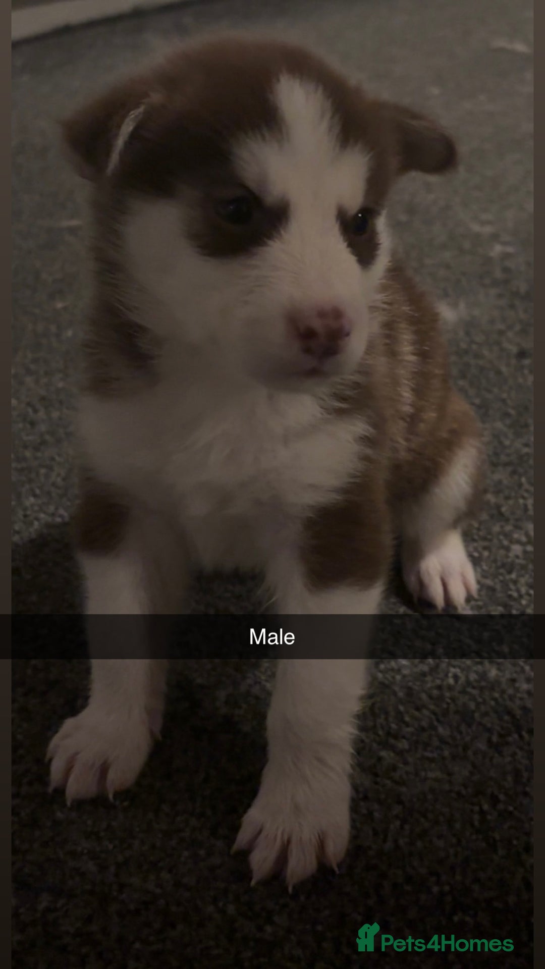 Siberian Husky dogs for sale: Beautiful husky pups 🔥 only 3 male pups left 🔥 - Advert 10