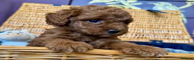 Miniature Poodle Puppy 3