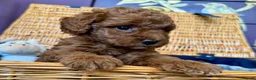 Miniature Poodle dogs for sale: Miniature Poodle puppies.  - Advert 15