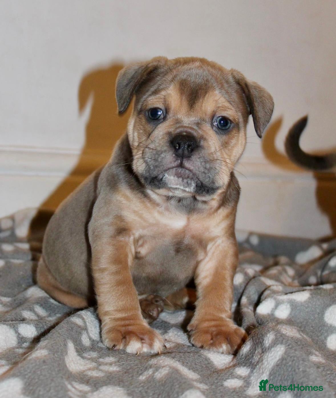 Olde English Bulldogge dogs Stunning Olde English Bulldog puppies - Advert 1