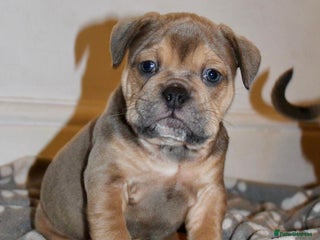 Olde English Bulldogge dogs Stunning Olde English Bulldog puppies - Advert 1